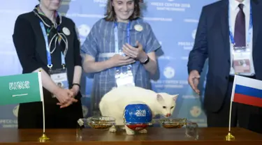 Kucing bernama Achilles memprediksi hasil pertandingan sepak bola pertama Piala Dunia 2018 antara Rusia dan Arab Saudi di Saint Petersburg, Rusia, Rabu (13/6). Achilles merupakan salah satu pemburu tikus di State Hermitage Museum. (Olga Maltseva/AFP)