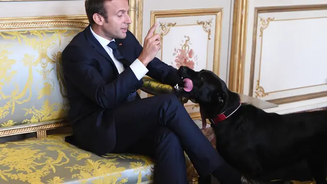 Presiden Prancis Emmanuel Macron menunjuk ke arah anjingnya Nemo saat pertemuan dengan Wakil Rektor Jerman dan Menteri Luar Negeri Jerman di Istana Kepresidenan Elysee di Paris pada 30 Agustus 2017.