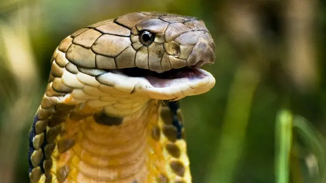 [Bintang] 5 Fakta tentang King Kobra