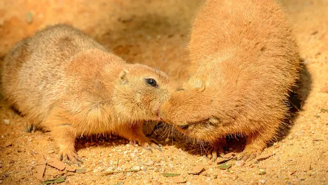 Prairie Dog