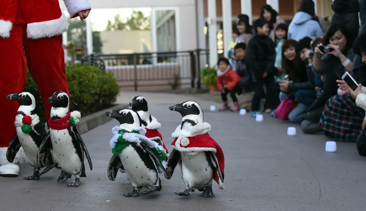 Sejumlah penguin berjalan beriring mengenakan kostum nuansa natal di Hakkeijima Sea Paradise di Yokohama, Jepang (12/12/2015). Kegiatan Natal di Hakkeijima Sea Paradise akan berjalan sampai tanggal 25 Desember (AFP PHOTO / Toshifumi Kitamura)