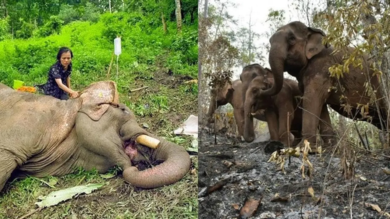 Kisah Gajah Thailand yang Kelaparan Akibat Corona Ini Bikin Haru
