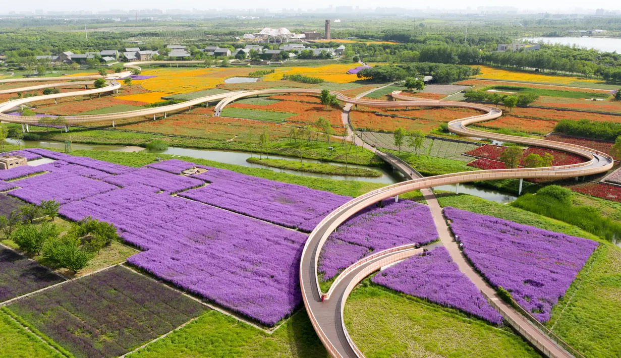 Foto yang diabadikan dari udara pada 13 Mei 2020 ini memperlihatkan ladang bunga di Taman Hutan Gunung San Tai di Kota Suqian, Provinsi Jiangsu, China timur. (Xinhua/Li Bo)