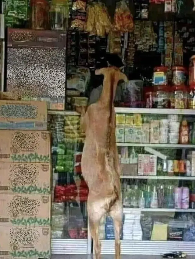 8 Momen Tingkah Absurd Kambing yang Bikin Orang Tepuk Jidat
