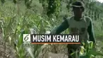 Musim kemarau membuat tanaman jagung milik warga Cilacap layu dan mati. Tak ada pilihan, petani akhirnya membabat untuk dijadikan tanaman ternak. Petani mengalami kerugian hingga puluhan juta rupiah.