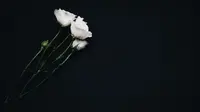 Ilustrasi bunga mawar putih, dukacita. (Photo by Nathan Dumlao on Unsplash)