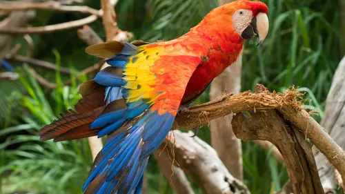 100 Burung dengan Warna Tercantik di Dunia - Scarlet-necked Tanager