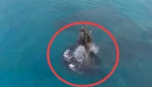 Misteri Daratan Baru di Dekat Anak Krakatau