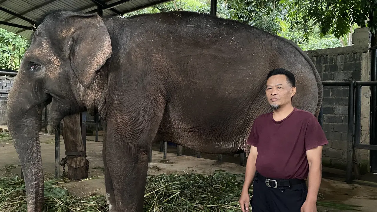 Jeje dan Gajah Ira di Bandung Zoo