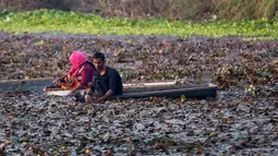 Warga desa memetik kastenye air dari sebuah kolam di Kanpur, Uttar Pradesh, India, Rabu (4/12/2019). Kastanye merupakan jenis kacang yang terbilang memiliki kandungan lemak rendah. (AP Photo/Rajesh Kumar Singh)