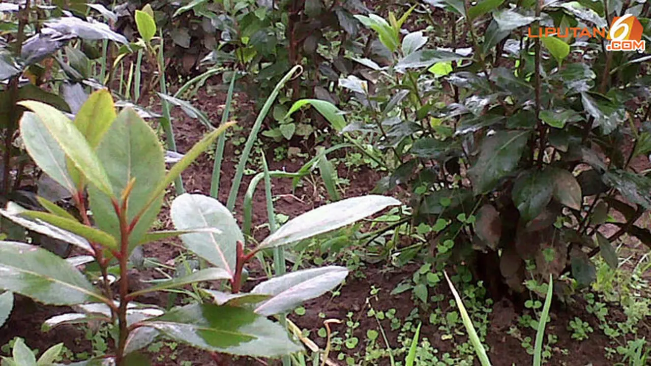 Khat, Teh Arab yang Bikin Teler