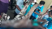 Penyebab Warga Menombak Mati Harimau di Mandailing Natal
