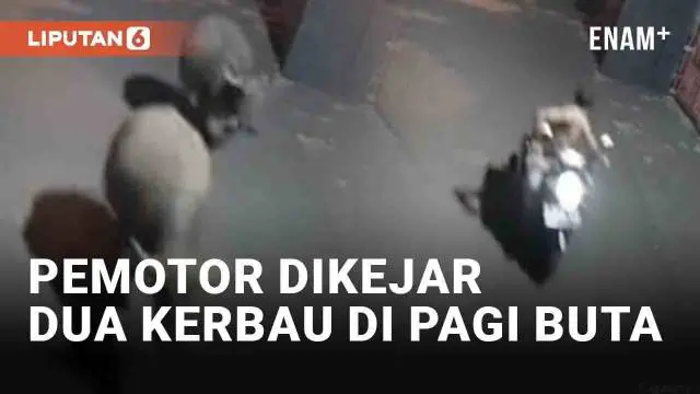 Seorang pria di Pondok Aren, Tangerang Selatan viral lantaran tertimpa apes di pagi buta. Pasalnya ia dikejar dua kerbau saat mengendarai motor. Insiden tersebut membuat geger warga pemukiman.