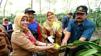 Tak hanya menanam buah naga merah dan putih, kini petani-petani hortikultura di Banyuwangi juga mengembangkan buah naga kuning yang tengah menjadi primadona dan diburu banyak orang/Istimewa.