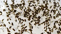 Wolbachia ditemukan di lebih dari 60 persen serangga, seperti kupu-kupu, capung dan lalat buah, Singapura, Selasa (7/2).  Bakteri ini memiliki efek khusus pada nyamuk Aedes aegypti. (AFP Photo/Roslan Rahman)