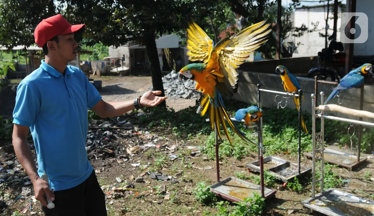 Pelatih Burung Paruh Bengkok Albi (30) melatih burung Blue and Gold Macaw (Ara Ararauna) di sekolah burung miliknya di Cipayung, Depok, Jawa Barat, Selasa (24/5/2022). Untuk biaya pelatihan burung jenis paruh bengkok ukuran Medium 500-2,5 juta dan Large 3- 15 juta rupiah. (merdeka.com/Arie Basuki)