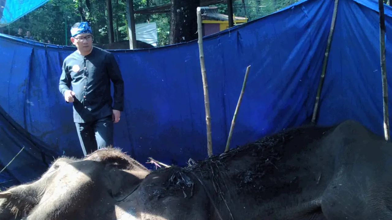 Ridwan Kamil Tengok Gajah Sekarat