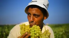 Seorang petani Palestina membawa buah anggur selama musim panen di sebuah kebun anggur di Kota Gaza (19/7). Menurut Departemen Pertanian Gaza memproduksi sekitar 8115 ton anggur setiap tahunnya. (AFP Photo/Mohammed Abed)