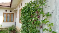 5 Pohon Buah Merambat yang Bisa Ditanam di Tembok