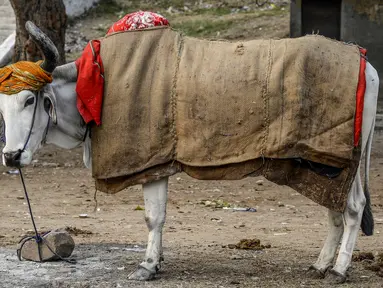Seekor sapi ditutupi dengan karung goni dan selimut di kawasan lama New Delhi, India pada 21 Januari 2020. Hal tersebut dilakukan untuk melindungi sapi agar tetap hangat selama bulan-bulan musim dingin. (Photo by Sajjad HUSSAIN / AFP)