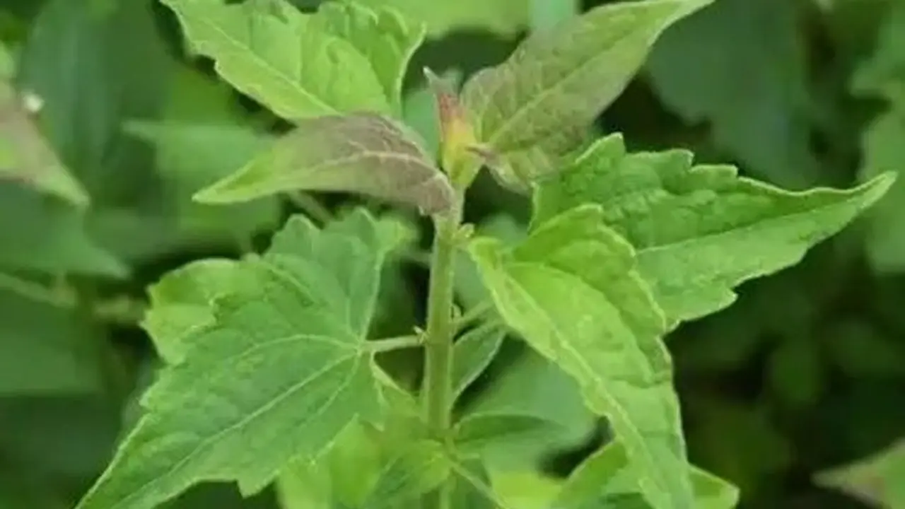Daun Balakacida