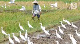 Aktivitas petani saat membajak sawah dikelilingi burung kuntul yang mencari makan di desa Penarukan, Mengwi, Bali, Rabu (4/5/20222). Sawah tersebut akan ditanami padi jenis Cigeulis dengan masa umur panen sekitar 3 bulan. (merdeka.com/Arie Basuki)