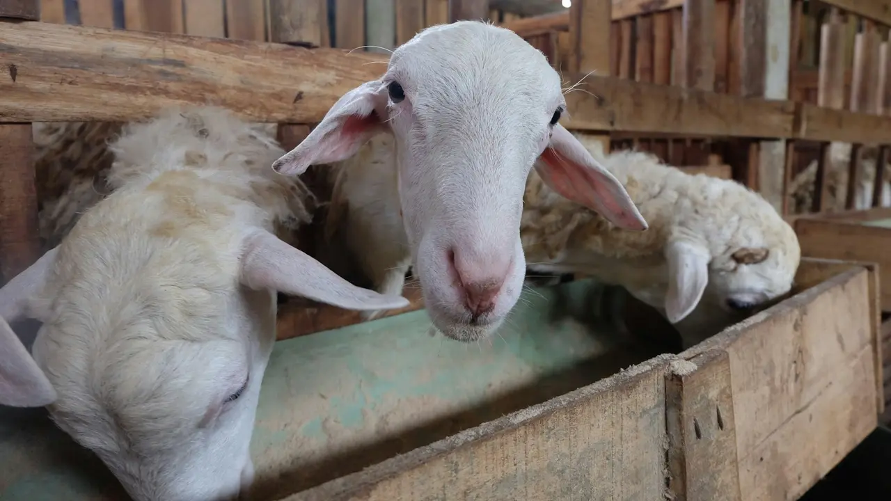 Kambing