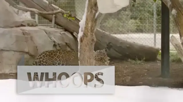 Penjaga kebun binatang Sandiego, Kimberly Hyde mengatakan ia sudah menduga kedua jaguar ini akan terkejut dengan keadaan barunya.