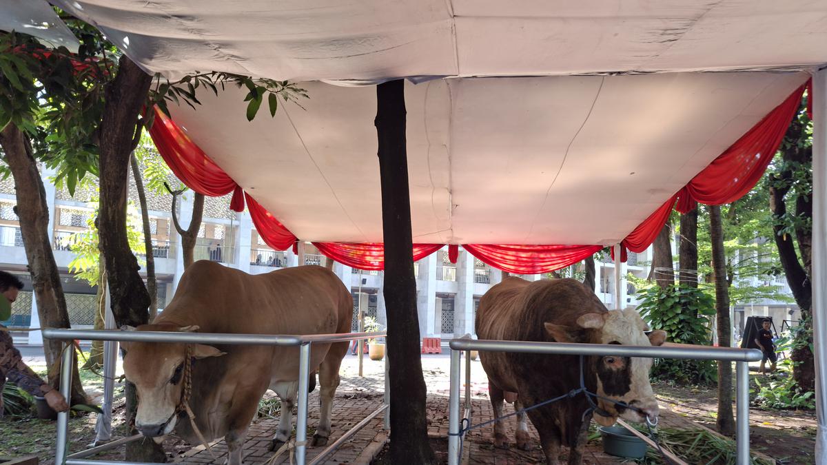 Menengok Sapi Kurban Jumbo Prabowo-Gibran di Masjid Istiqlal