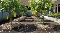6 Cara Merawat Pohon Buah Agar Tetap Subur Meski Musim Kemarau Panjang