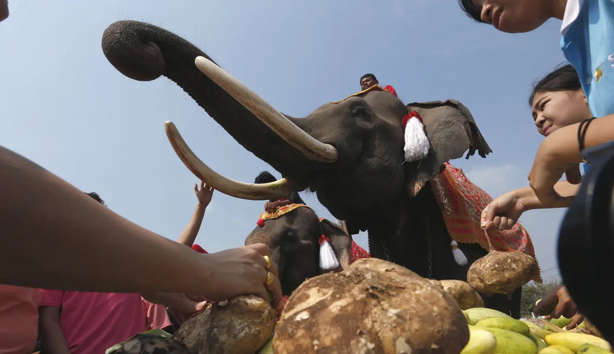 Para pengunjung memberikan makanan untuk gajah saat perayaan Hari Gajah Nasional di kota bersejarah, Thailand, (3/11). Gajah sendiri dianggap menjadi simbol kesucian dan kekuasaan kerajaan. (REUTERS / Chaiwat Subprasom)
