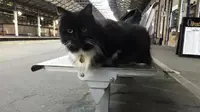 Kucing bernama Felix ini tak hanya bekerja keras hingga mendapat kedudukan sebagai Senior Pest Controller di Huddersfield Railway Station, tetapi juga masih sempat melakukan kerja sosial. (Foto: Metro/Facebook)