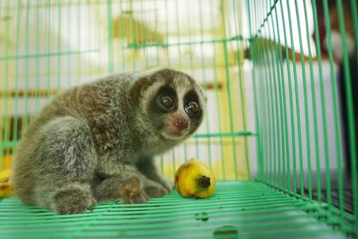 Kukang sitaan penyidik Reskrimsus Polda Riau dari dua tersangka penjual satwa dilindungi.