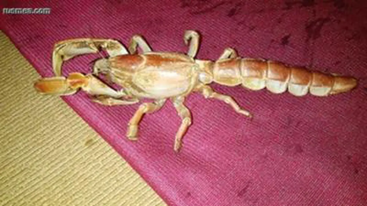 Makhluk Aneh Perpaduan Udang Windu, Kepiting, dan Kalajengking. 