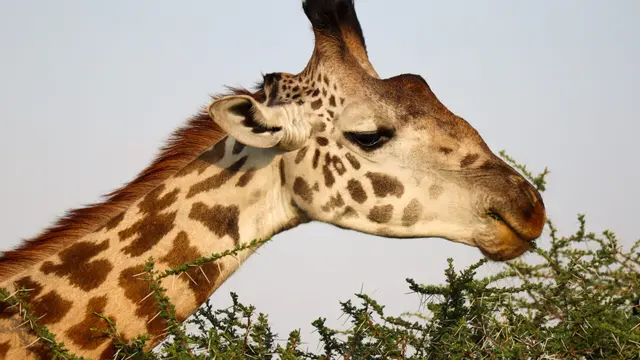 Jerapah