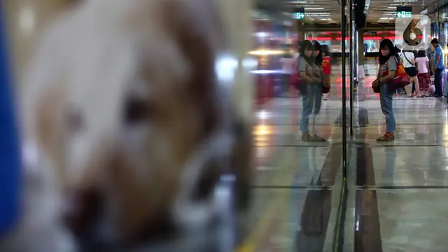 FOTO: Jakarta Masih PSBB Transisi, Toko Hewan Peliharaan Sepi Pelanggan