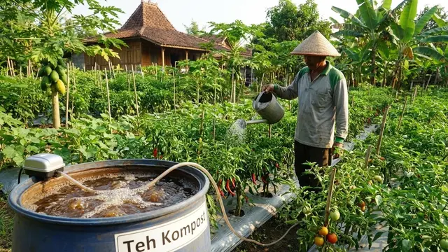 Memanfaatkan Kotoran Ayam untuk Kebun Rumahan