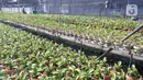 Pembeli memilih anggrek jenis dendrobium di tempat pembibitan budi daya anggrek, Pocis, Kecamatan Setu, Tangerang Selatan, Banten, Senin (31/8/2020). Anggrek dendrobium pesanan pembeli akan dikirim ke berbagai daerah, kebanyakan pemesan dari Kalimantan dan Sulawesi. (merdeka.com/Dwi Narwoko)