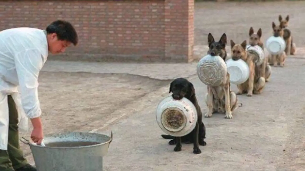 Anjing-anjing Ini Lebih Rapi Dalam Mengantre Dibanding Manusia