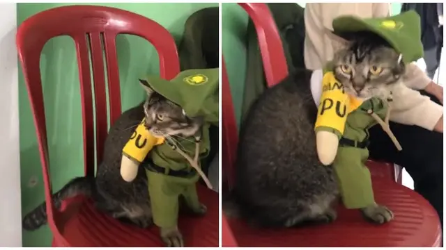 6 Potret Aksi Lucu Kucing di TPS Ini Bikin Pemilih Gemas, Bak Jadi Petugas KPPS