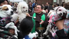Imam Katolik Fermin Pena  melakukan pemberkatan pada hewan peliharaan dengan air suci di luar gereja San Francisco di Lima, Peru, Minggu (6/10/2019). Pemberkatan hewan ini untuk menghormati Santo Fransiskus yang dikenal sebagai santo pelindung bagi binatang dan lingkungan hidup. (AP/Martin Mejia)