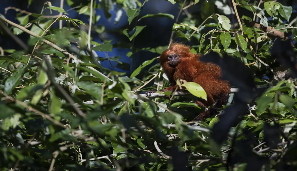 <p>Seekor golden lion tamarin duduk di pohon selama tur observasi di properti mitra pribadi taman ekologi golden lion tamarin, di kawasan Hutan Atlantik Silva Jardim, negara bagian Rio de Janeiro, Brasil, Kamis (16/6/2022). Hutan atlantik di negara bagian Rio de Janeiro menjadi satu-satunya tempat di dunia di mana populasi tamarin singa emas tinggal. (AP Photo/Bruna Prado)</p>