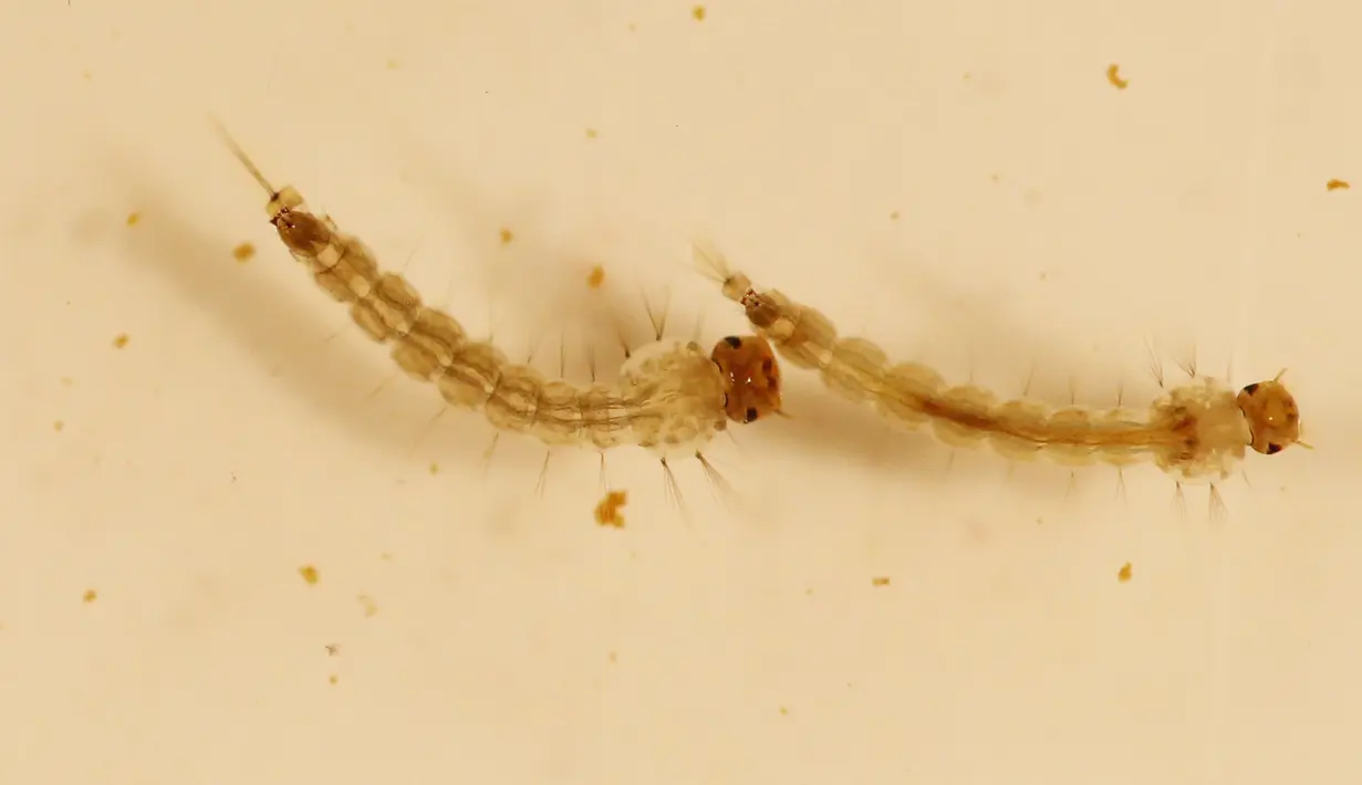 Larva nyamuk Aedes aegypti terlihat dalam di laboratorium dari Pelatihan Internasional dan Penelitian Pelatihan Medical Center (CIDEIM) di Cali, Kolombia (2/2/2016). Hingga kini belum ada vaksin untuk virus Zika tersebut. (REUTERS/Jaime Saldarriaga)