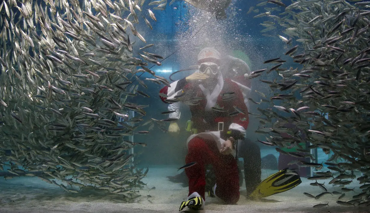 Penyelam mengenakan kostum Santa Claus, memberikan makanan kepada kumpulan ikan sarden saat melakukan aksi promosi untuk perayaan Natal, "Sardines Feeding Show with Santa Claus" di Aquarium Coex di Seoul, Korea Selatan, (17/12). (REUTERS/Kim Hong-Ji)