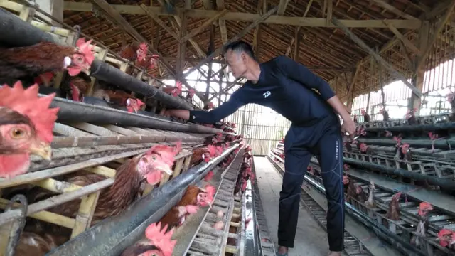 Foto : Salah seorang peternak di Kabupaten Sumenep sedang memberi pakan ayam peliharaannya (Mohamad Fahrul/Liputan6.com).