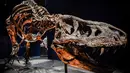 Gambar pada 1 Juni 2018 menunjukkan kerangka dinosaurus Tyrannosaurus Rex berusia 67 juta tahun di Museum Nasional Sejarah Alam Prancis di Paris. Spesimen itu ditemukan di Montana, AS, oleh tim paleontologi Belanda pada 2013. (AFP/STEPHANE DE SAKUTIN)