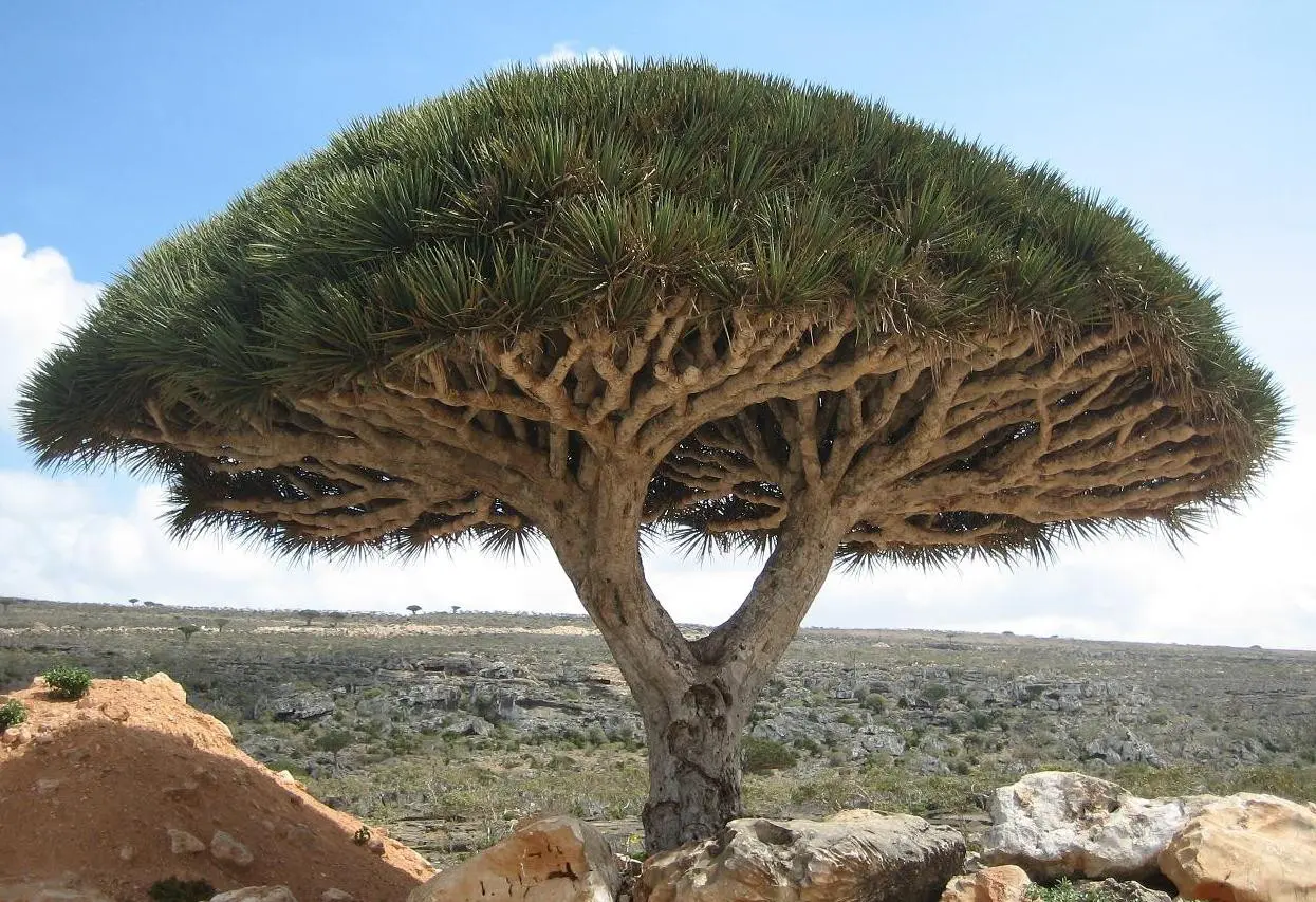 Pohon Darah Naga di Socotra, Yaman (Wikimedia Commons)