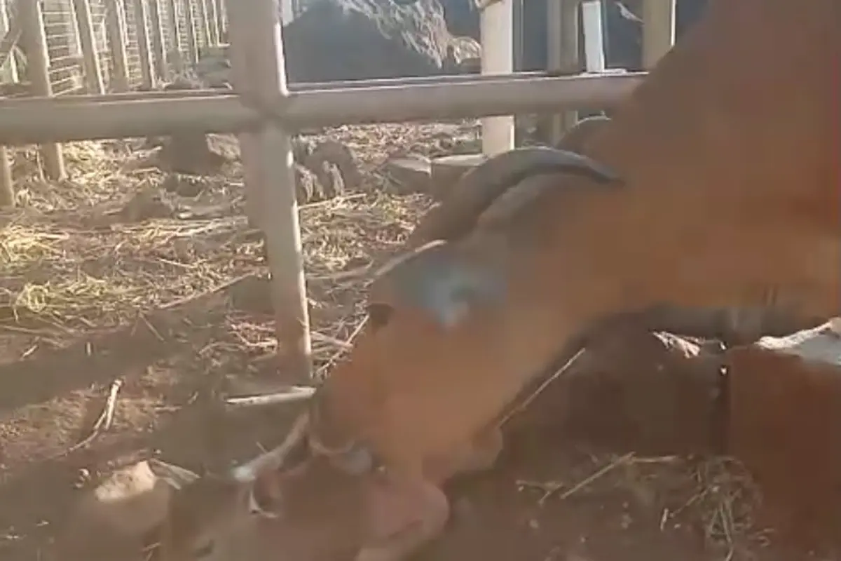 Banteng di Taman Nasional Balyran melahirkan (istimewa)