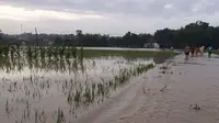 Lahan sawah di Grobogan. (Foto: Istimewa)