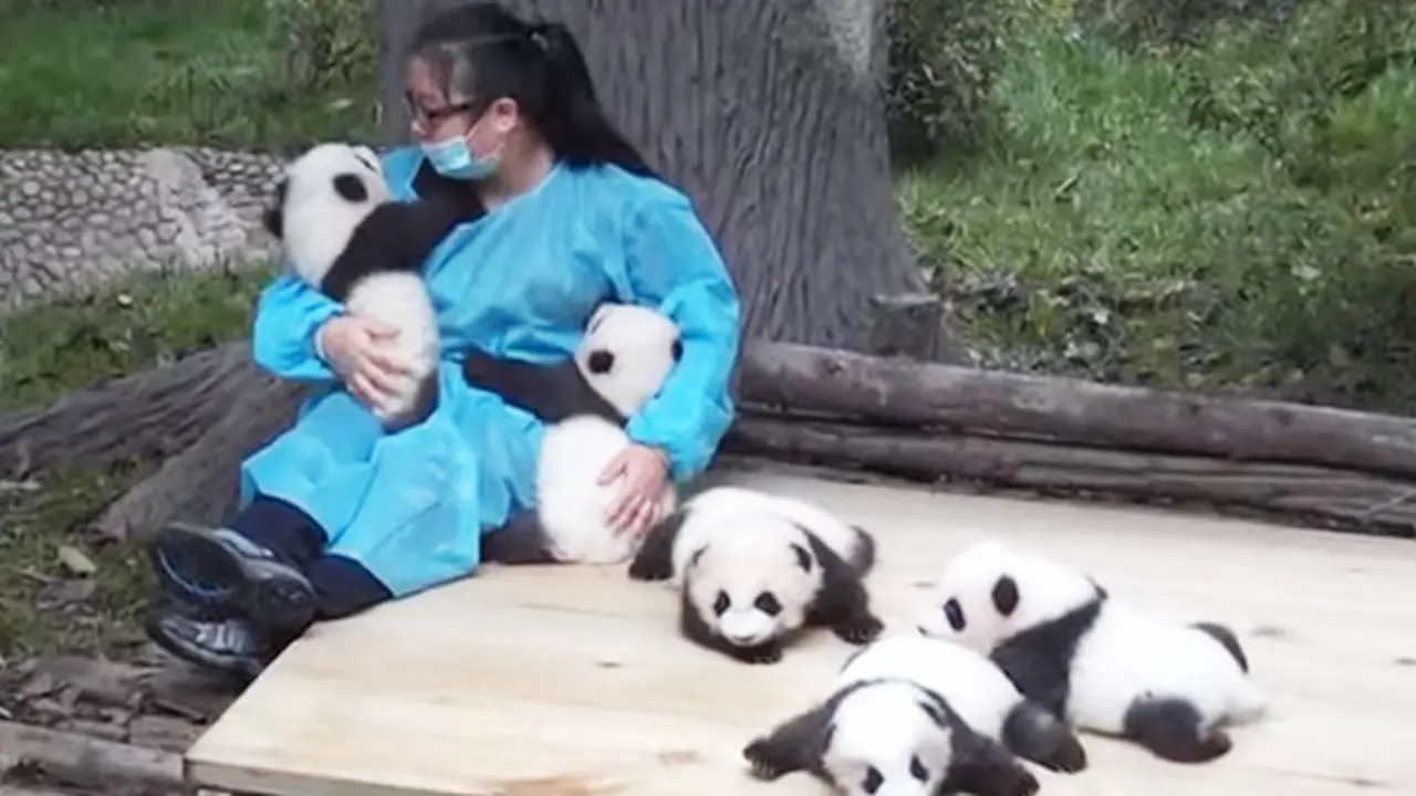 Lowker Unik, Dicari Pengasuh untuk Habiskan 365 Hari Urus Panda